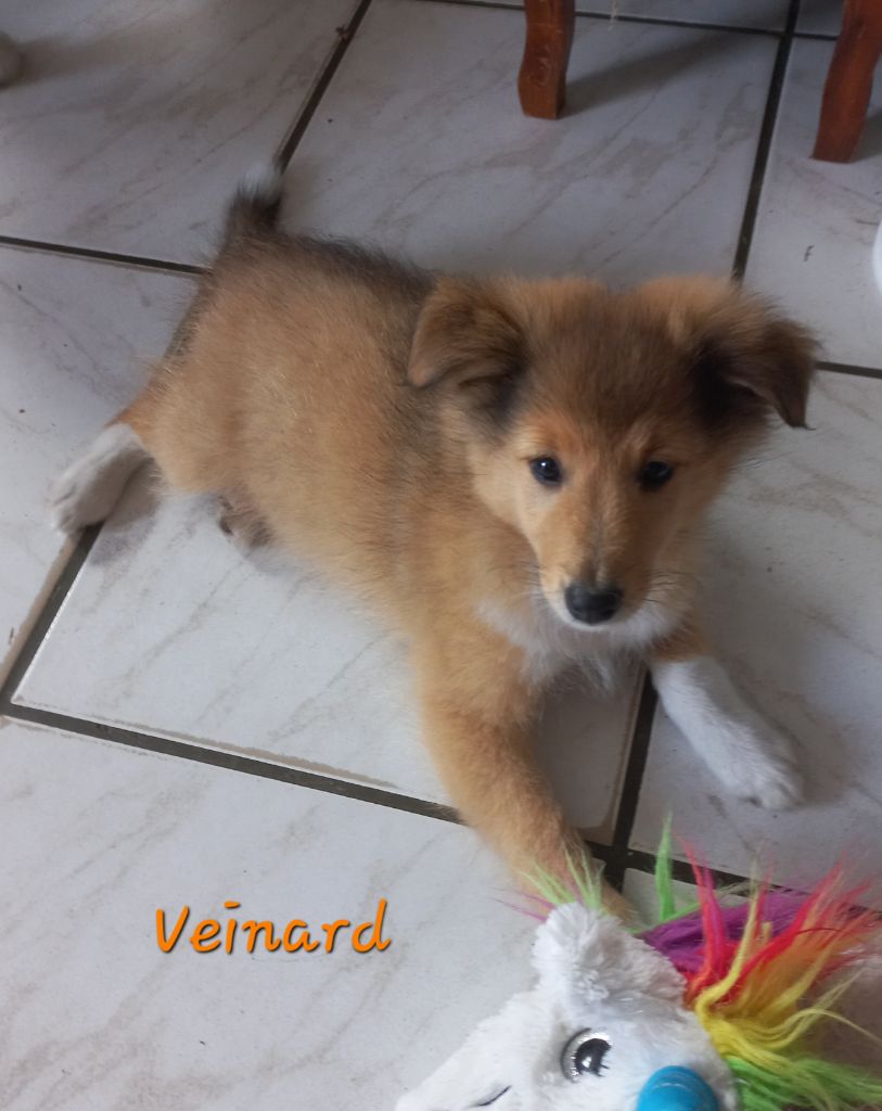 VEINARD - Shetland Sheepdog