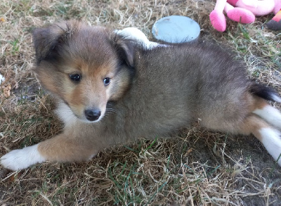 Les chiots de Shetland Sheepdog