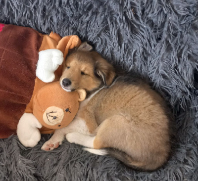 Les chiots de Shetland Sheepdog