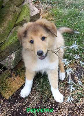 Les chiots de Shetland Sheepdog