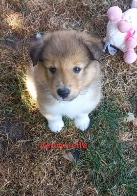 Les chiots de Shetland Sheepdog