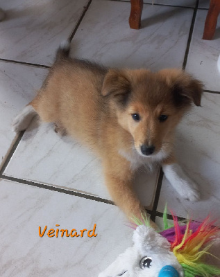 Les chiots de Shetland Sheepdog