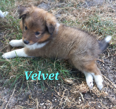 VELVET - Shetland Sheepdog