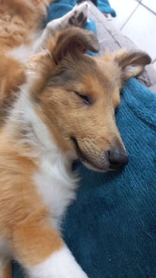 Les chiots de Shetland Sheepdog