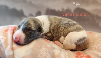 Vanna liorzh - Whippet