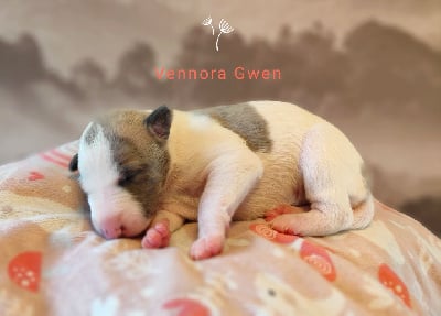 Vennora gwen - Whippet