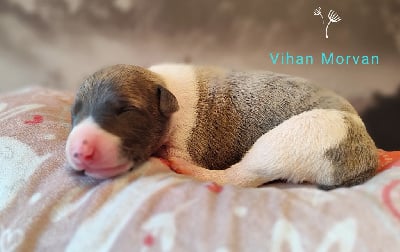 Vihan morvan - Whippet