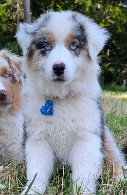 Les chiots de Berger Australien