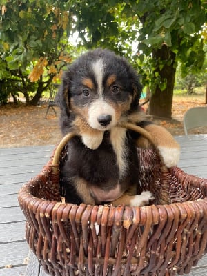 Les chiots de Berger Australien