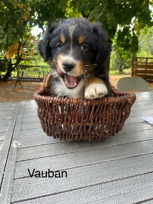 Les chiots de Berger Australien