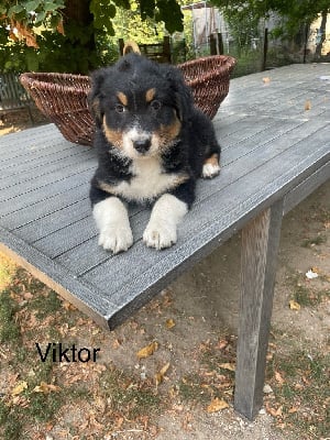 Les chiots de Berger Australien