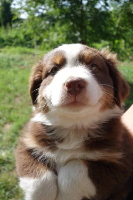 Les chiots de Berger Australien