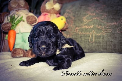 Les chiots de Cocker Spaniel Anglais