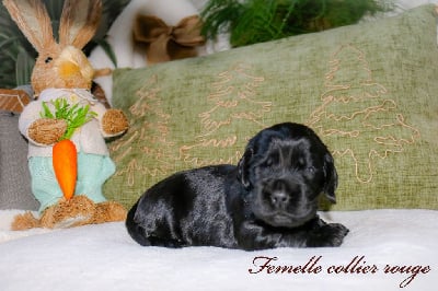 Les chiots de Cocker Spaniel Anglais