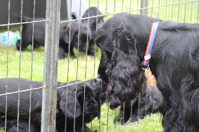 CHIOT - Cocker Spaniel Anglais