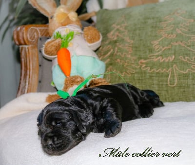 Les chiots de Cocker Spaniel Anglais