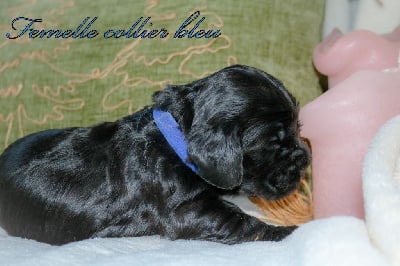 Les chiots de Cocker Spaniel Anglais