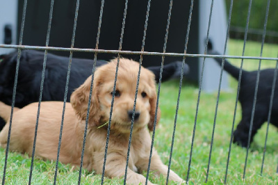 Les chiots de Cocker Spaniel Anglais