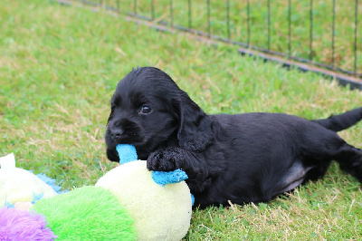 Les chiots de Cocker Spaniel Anglais