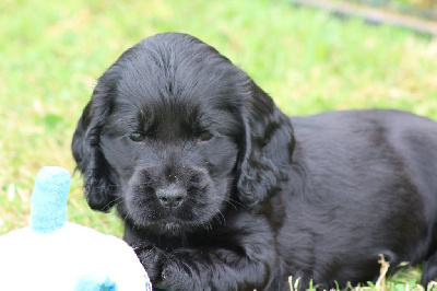 Les chiots de Cocker Spaniel Anglais