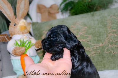 Les chiots de Cocker Spaniel Anglais