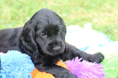 Les chiots de Cocker Spaniel Anglais