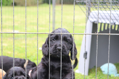 Les chiots de Cocker Spaniel Anglais