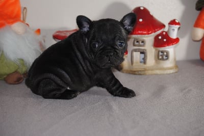 Les chiots de Bouledogue français