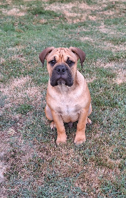 Les chiots de Bulldog continental