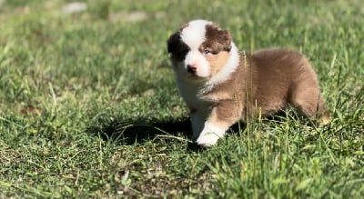 Les chiots de Berger Australien