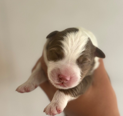 Les chiots de Berger Australien