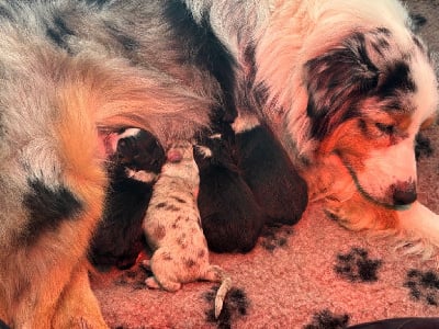 Les chiots de Berger Australien