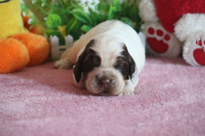 Les chiots de Cocker Spaniel Anglais