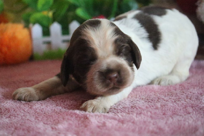 Les chiots de Cocker Spaniel Anglais