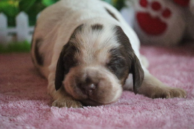 Les chiots de Cocker Spaniel Anglais