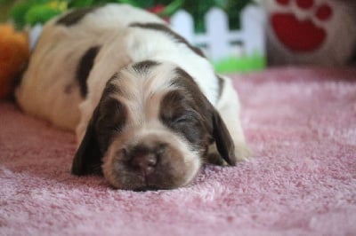 Les chiots de Cocker Spaniel Anglais