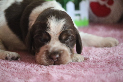 Les chiots de Cocker Spaniel Anglais