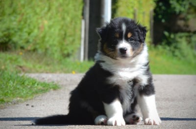 Les chiots de Berger Australien