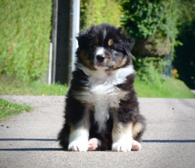 Les chiots de Berger Australien