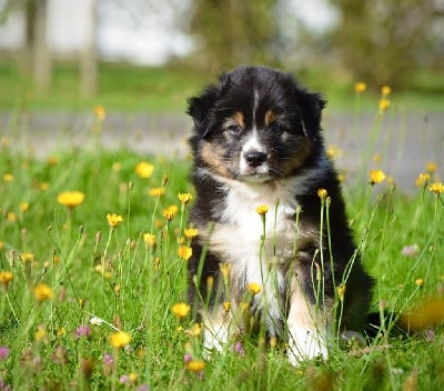 Les chiots de Berger Australien