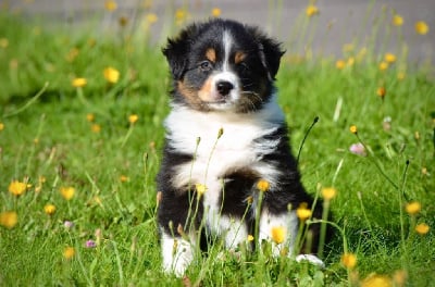 Les chiots de Berger Australien