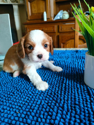 Les chiots de Cavalier King Charles Spaniel