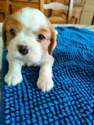 Les chiots de Cavalier King Charles Spaniel