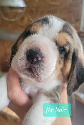 Les chiots de Beagle