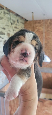 Les chiots de Beagle