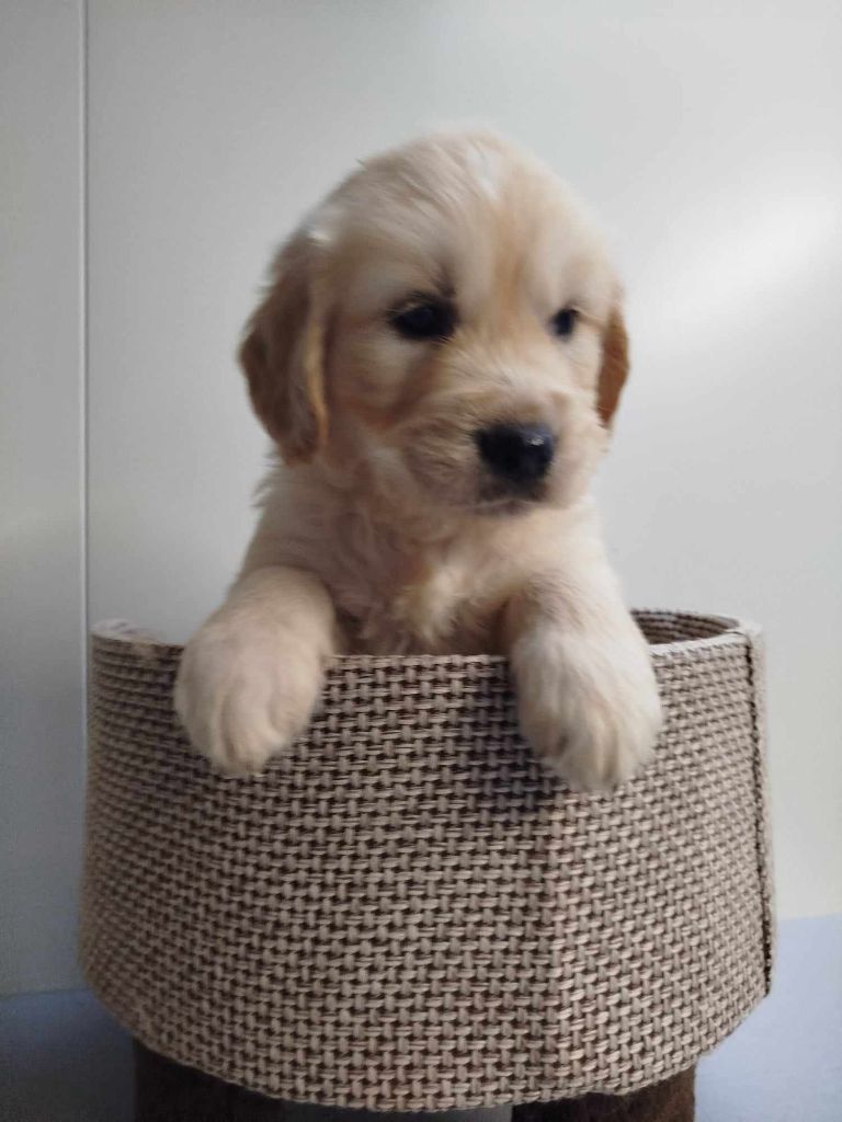 CHIOT 2 - Golden Retriever