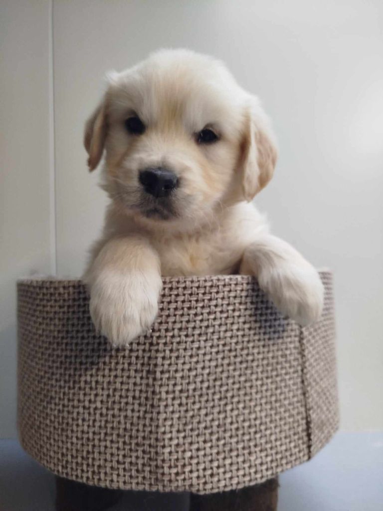 CHIOT 1 - Golden Retriever