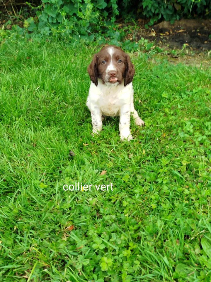 CHIOT - English Springer Spaniel