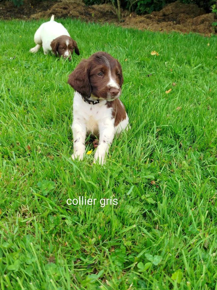 CHIOT - English Springer Spaniel