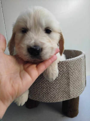 Les chiots de Golden Retriever